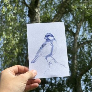 Illustration - Mésange charbonnière