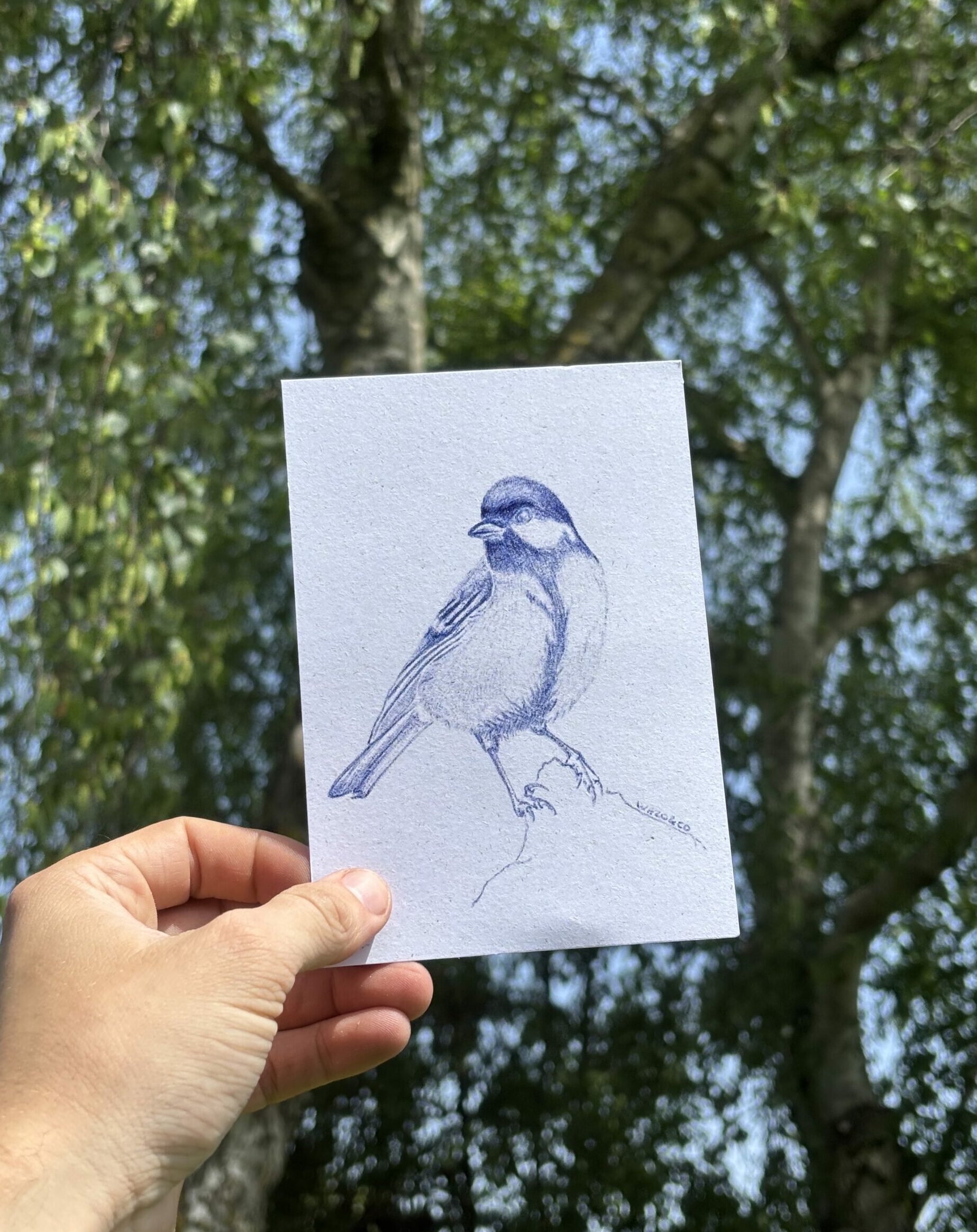 Illustration - Mésange charbonnière