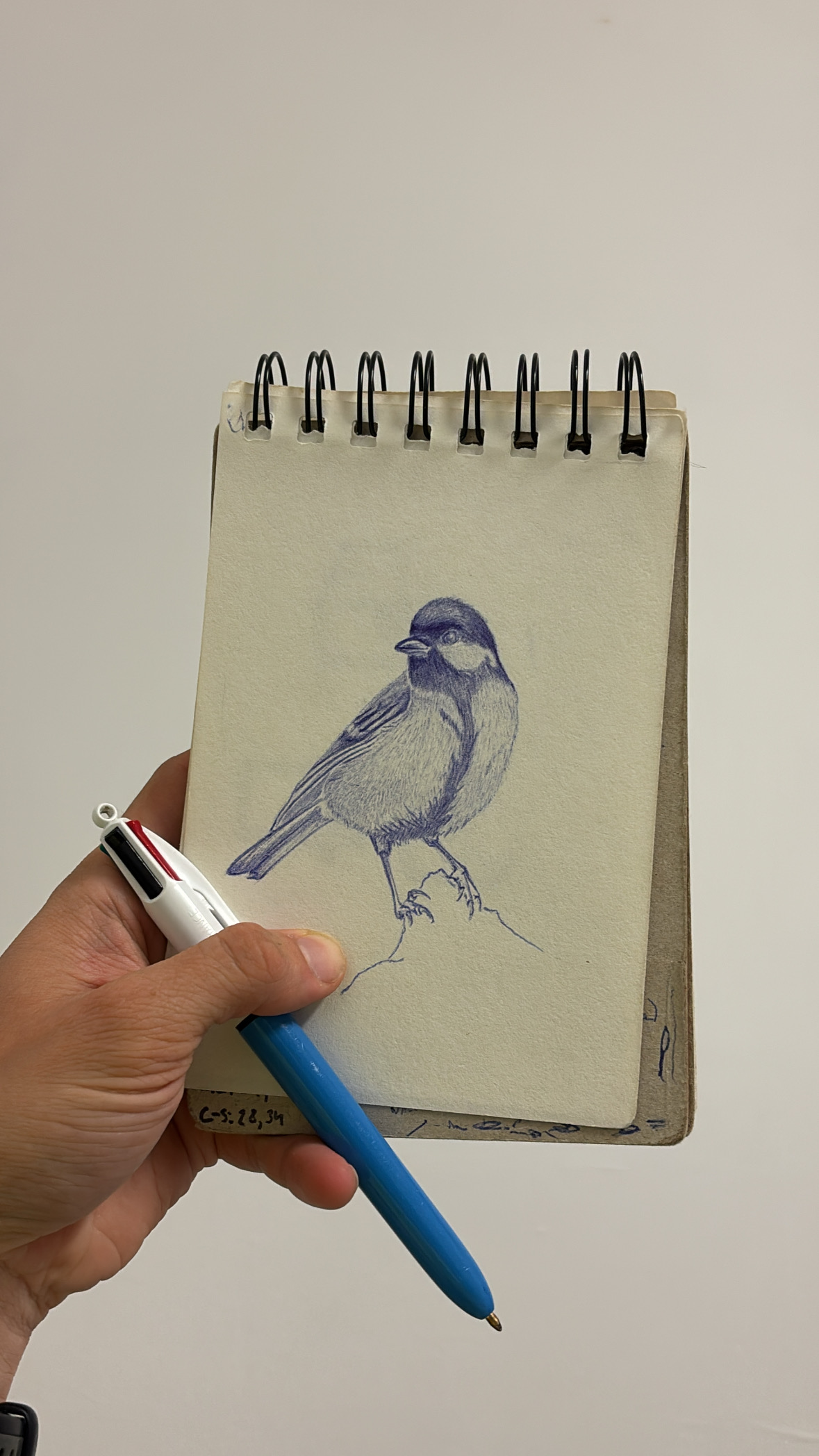 Illustration - Mésange charbonnière – Image 2