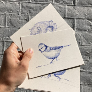 Illustration - Mésange bleue